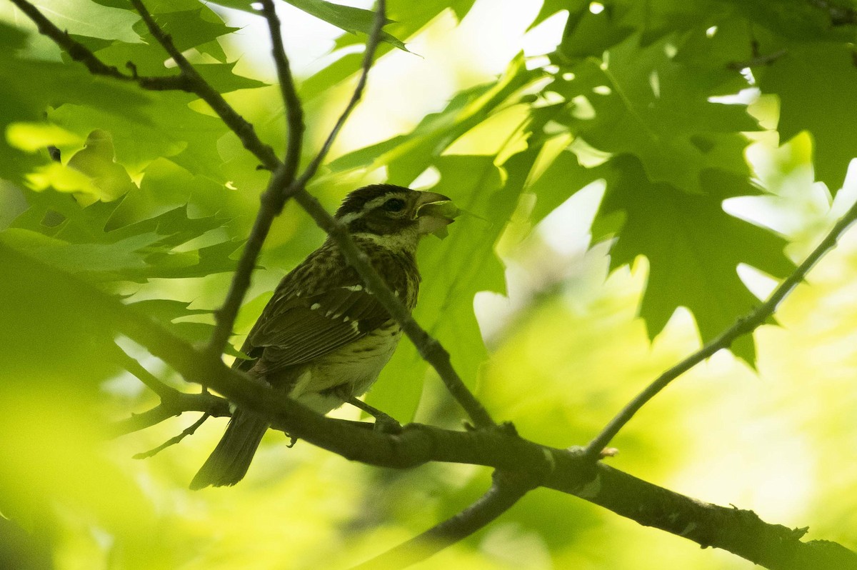 Rose-breasted Grosbeak - ML579402271