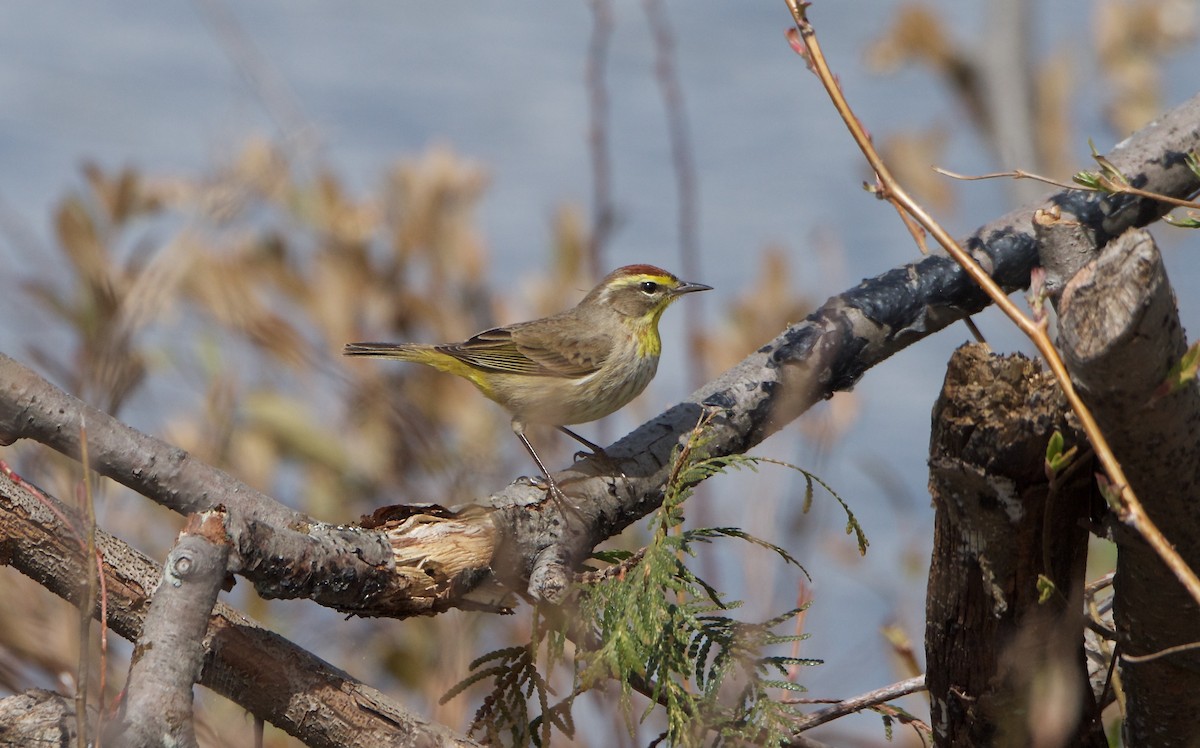 Palm Warbler - ML57940361