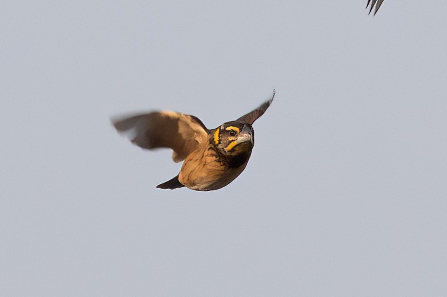 Black-breasted Weaver - Amresh Vaidya