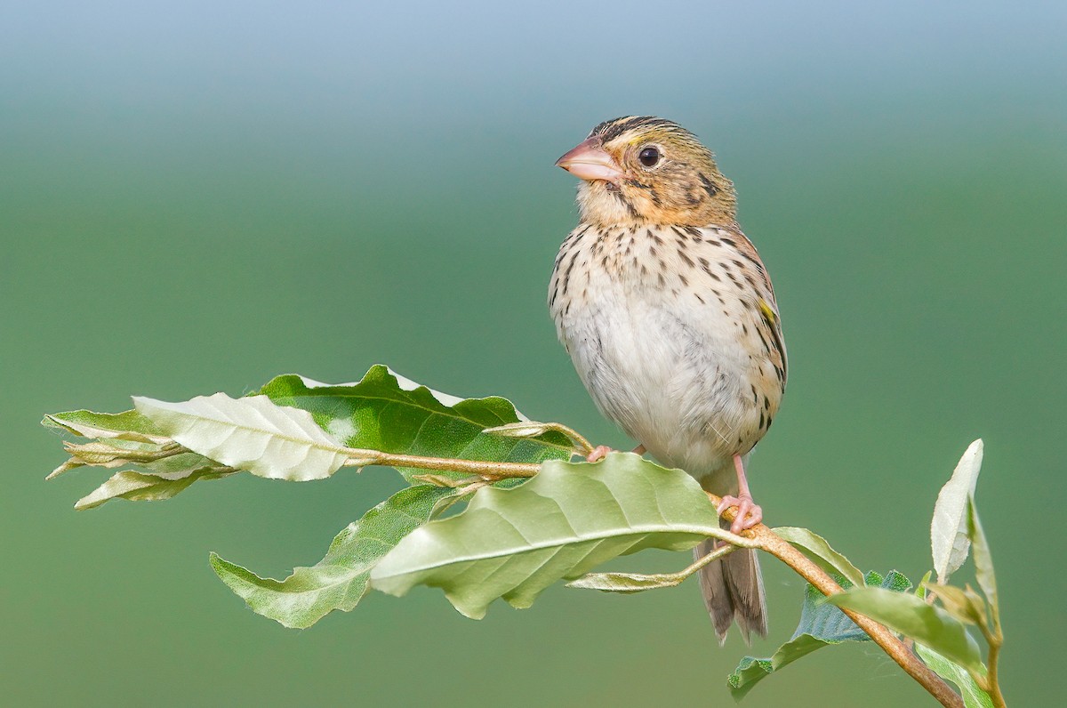 Henslow's Sparrow - ML579405101