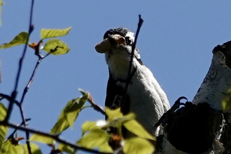 Hairy Woodpecker - ML579405191