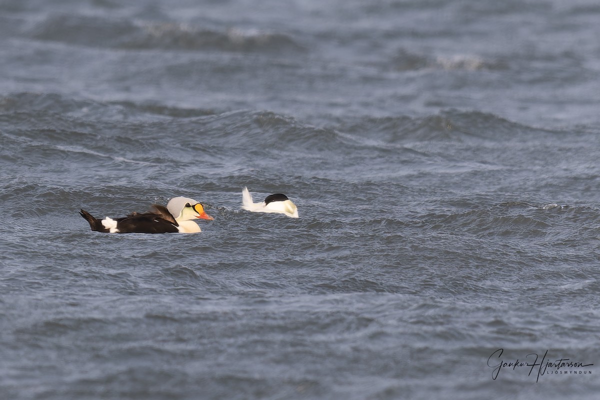 King Eider - ML579405321