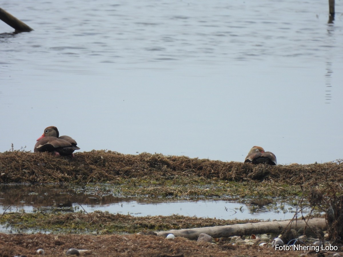 Black-bellied Whistling-Duck - ML579405671