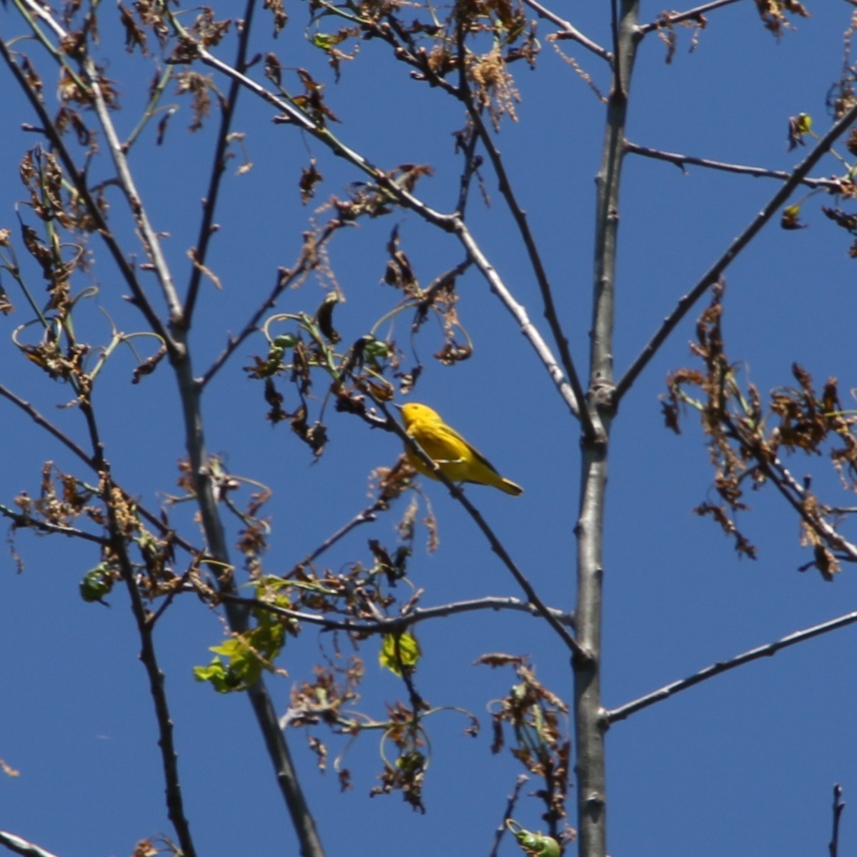 Yellow Warbler - ML579405841