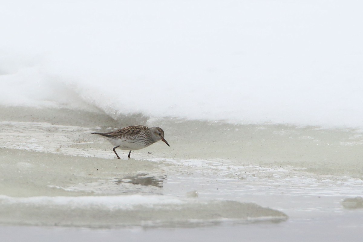 Weißbürzel-Strandläufer - ML579407281