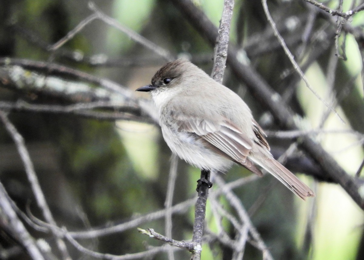 Eastern Phoebe - ML57940731