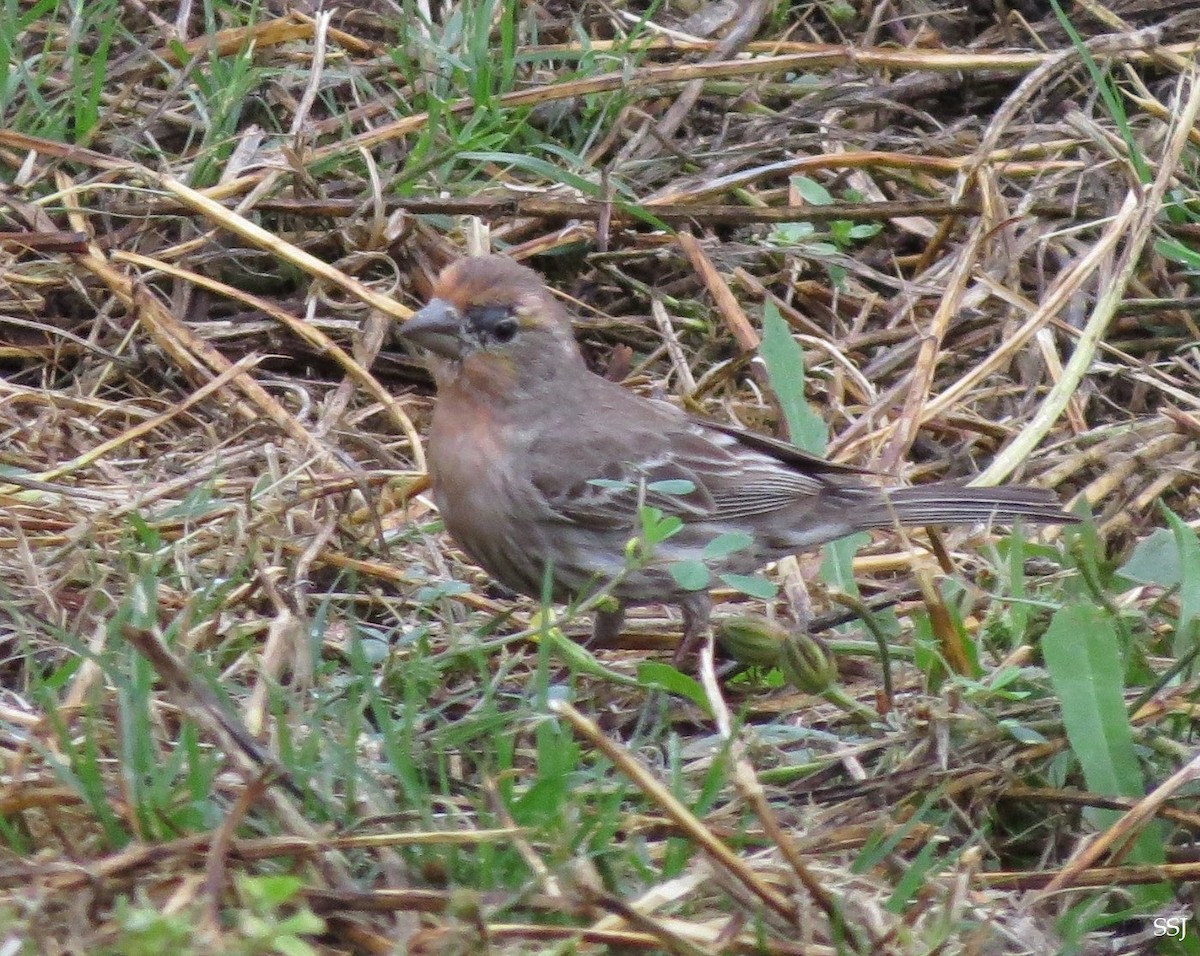 House Finch - ML579407501