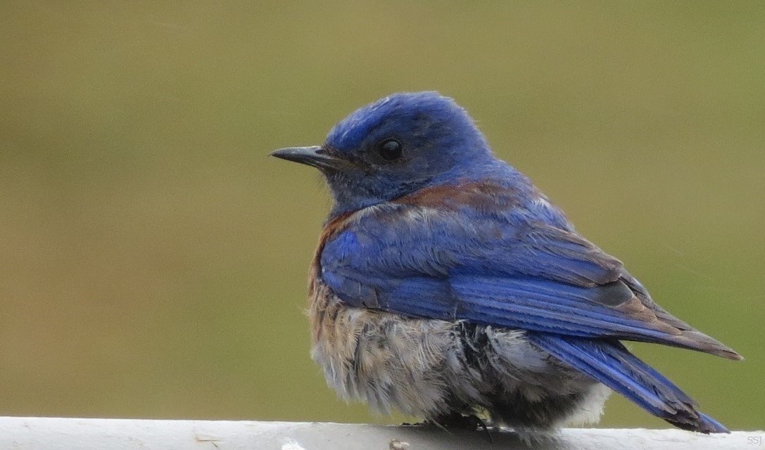 Western Bluebird - Sam Sue James