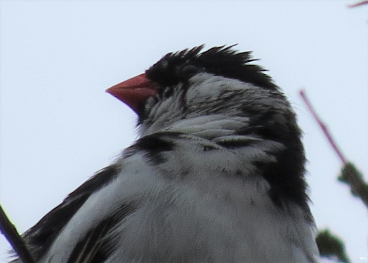 Pin-tailed Whydah - Sam Sue James