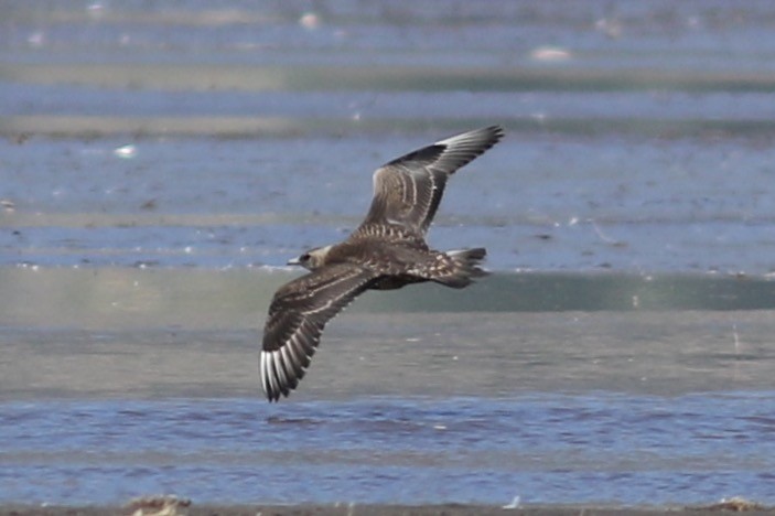 Parasitic Jaeger - ML579408511