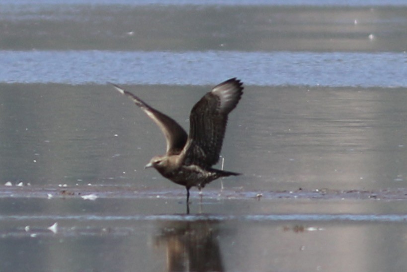 Parasitic Jaeger - ML579408521