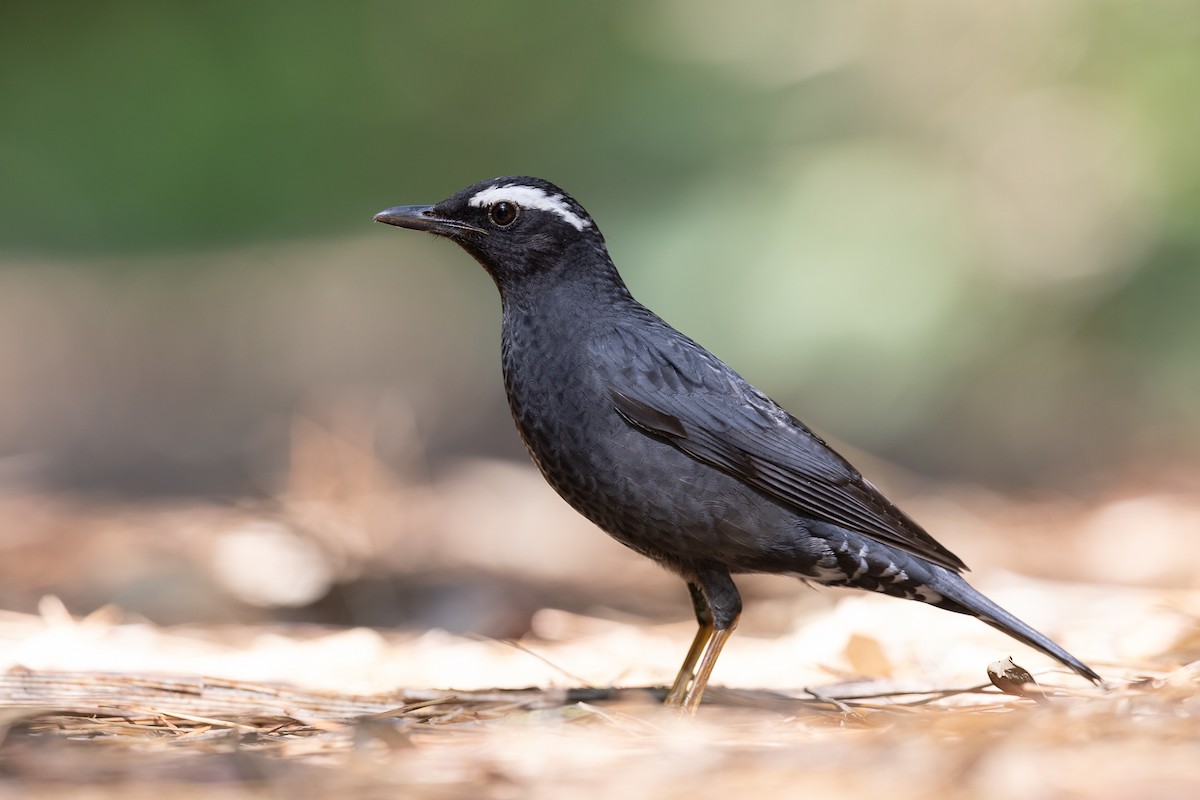 Siberian Thrush - ML579413791