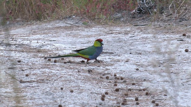 ユーカリインコ - ML579414141