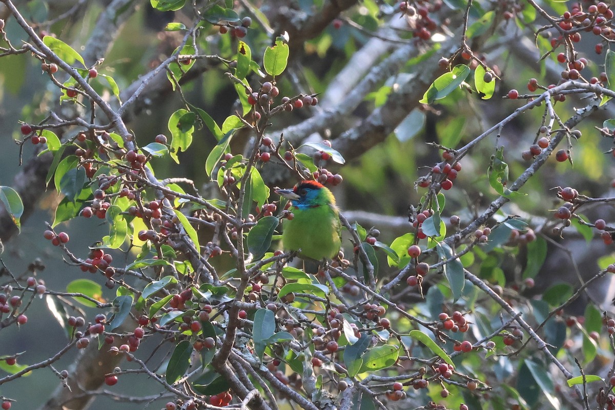 Blue-throated Barbet - ML579414431