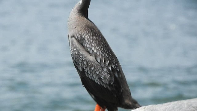 Red-legged Cormorant - ML579415351