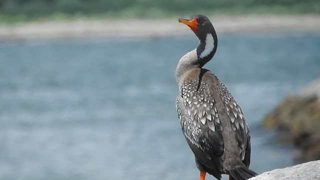 Red-legged Cormorant - ML579415631