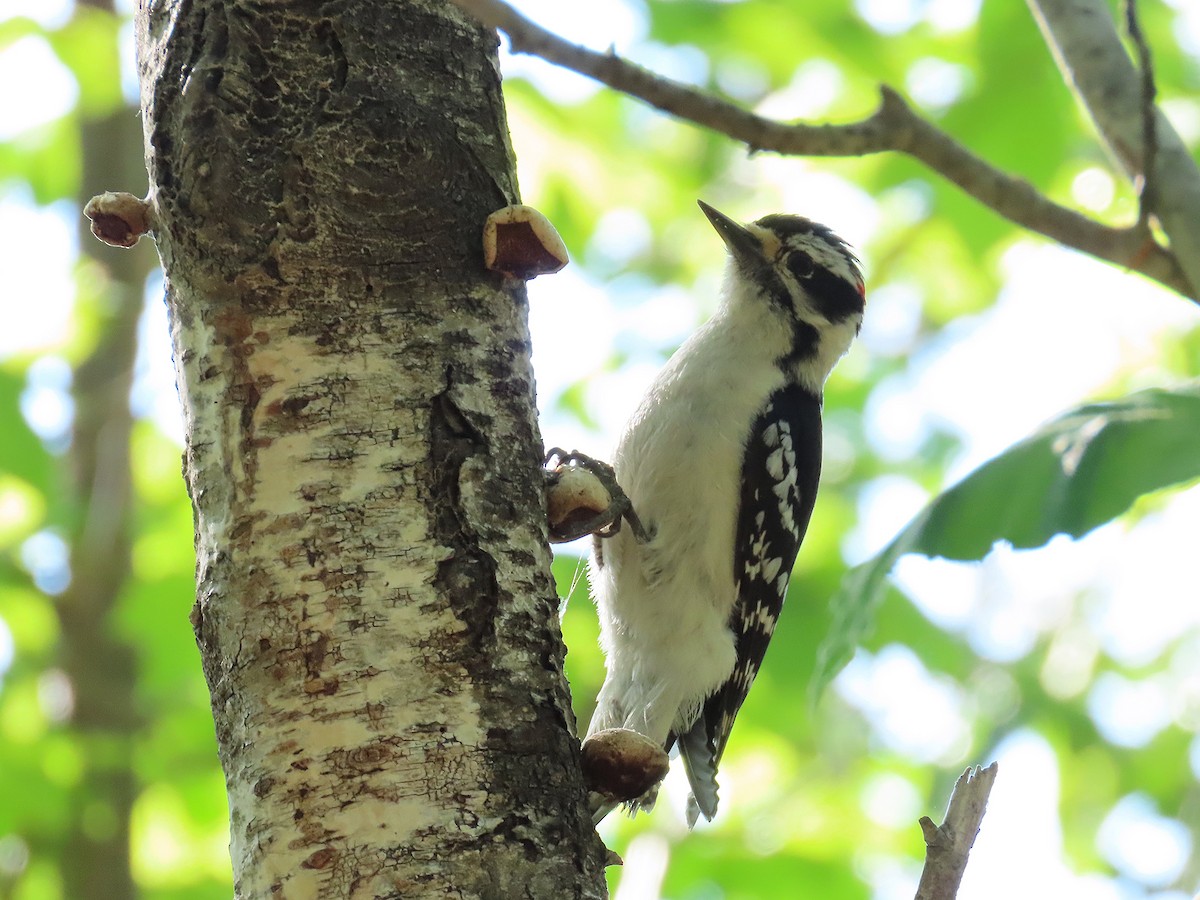 Downy Woodpecker - ML579416681