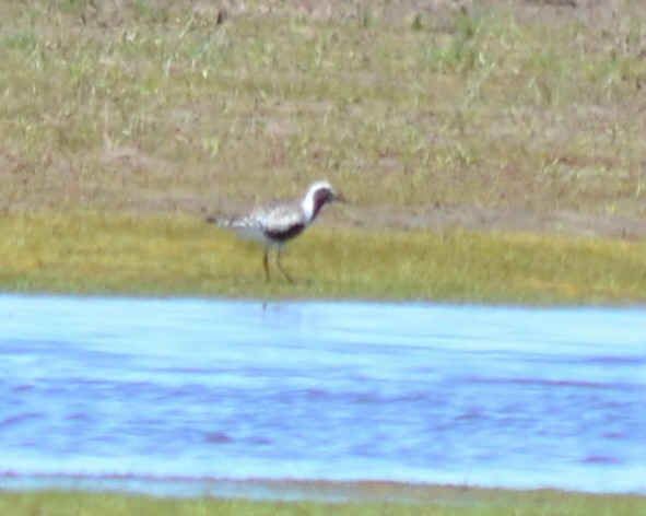 Black-bellied Plover - ML57941731