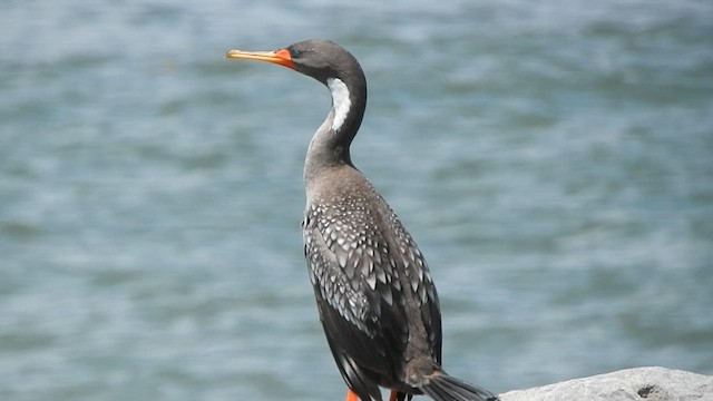 Red-legged Cormorant - ML579418191