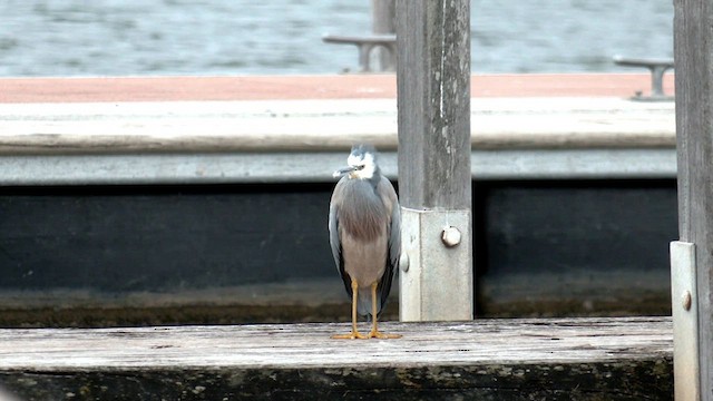 White-faced Heron - ML579418471