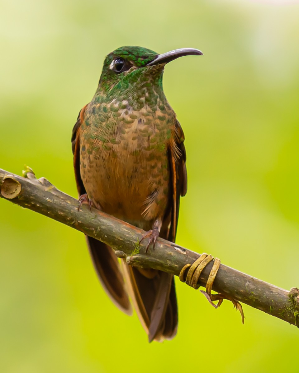 Fawn-breasted Brilliant - Bob Dykstra