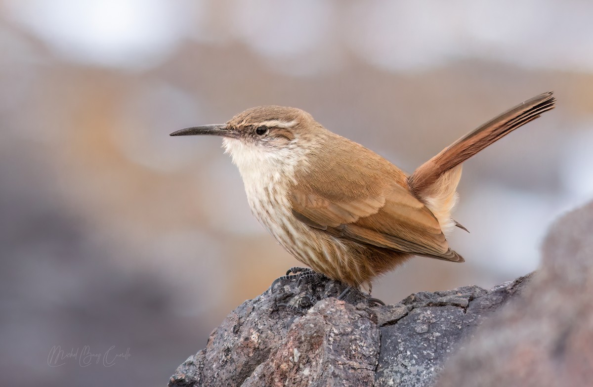 Straight-billed Earthcreeper - ML579419761