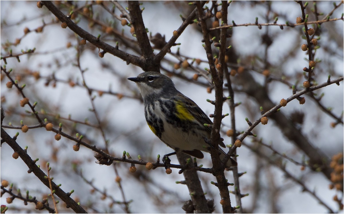 Yellow-rumped Warbler - ML57942131