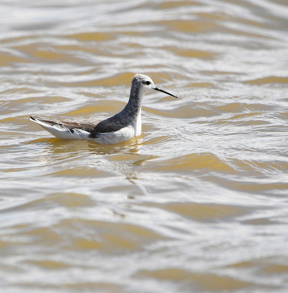 Wilson's Phalarope - ML579421521