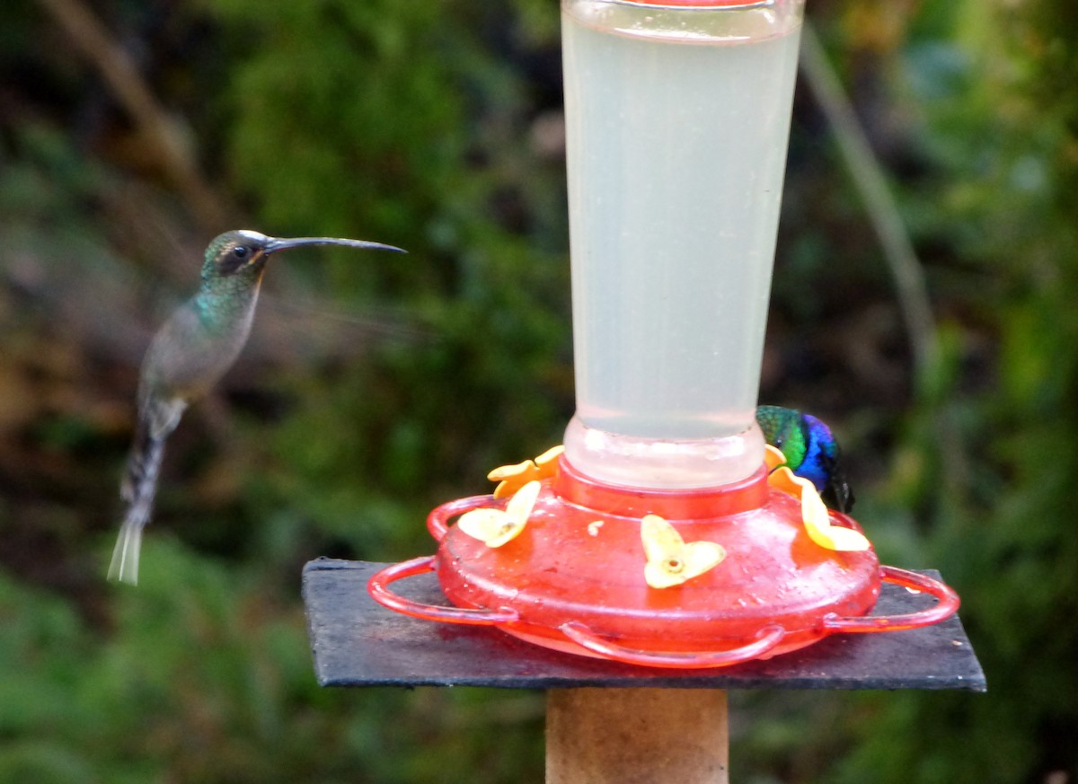 kolibřík šedobřichý - ML579421881