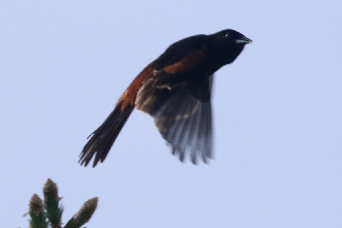 Orchard Oriole - ML579422011
