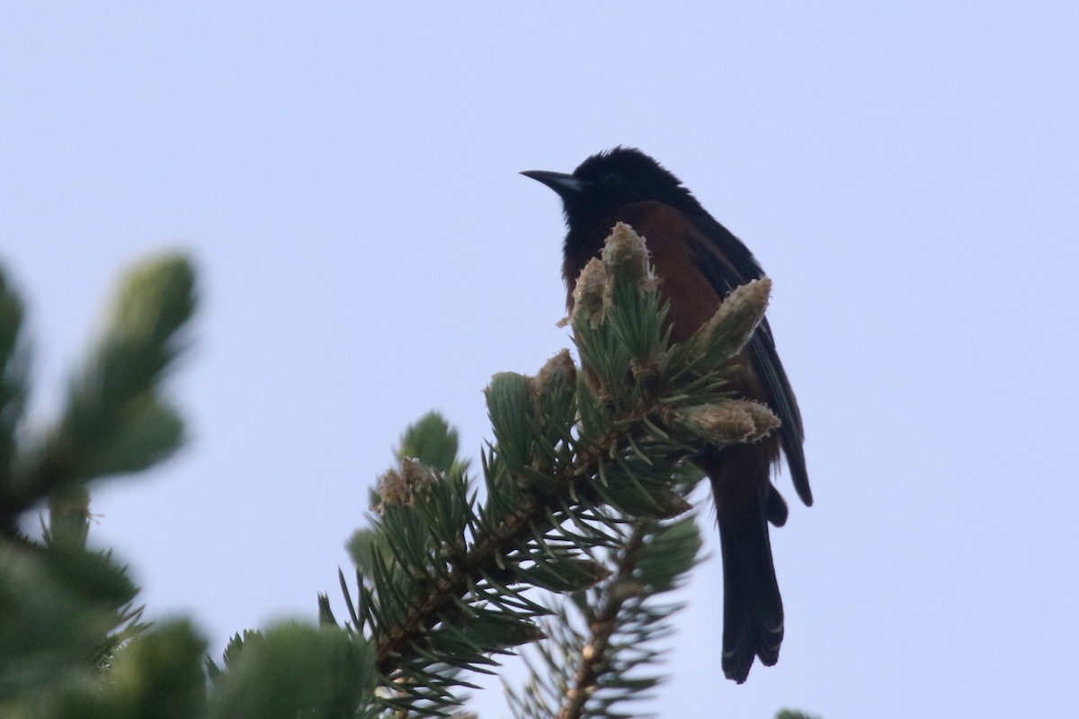 Orchard Oriole - ML579422021