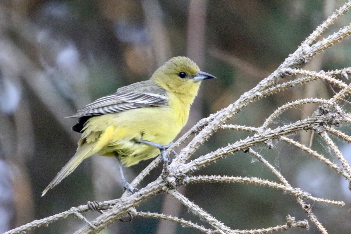 Orchard Oriole - ML579422031