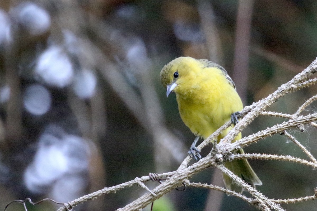 Orchard Oriole - ML579422041
