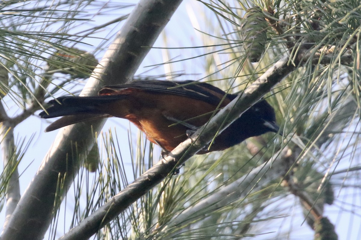 Orchard Oriole - ML579422051