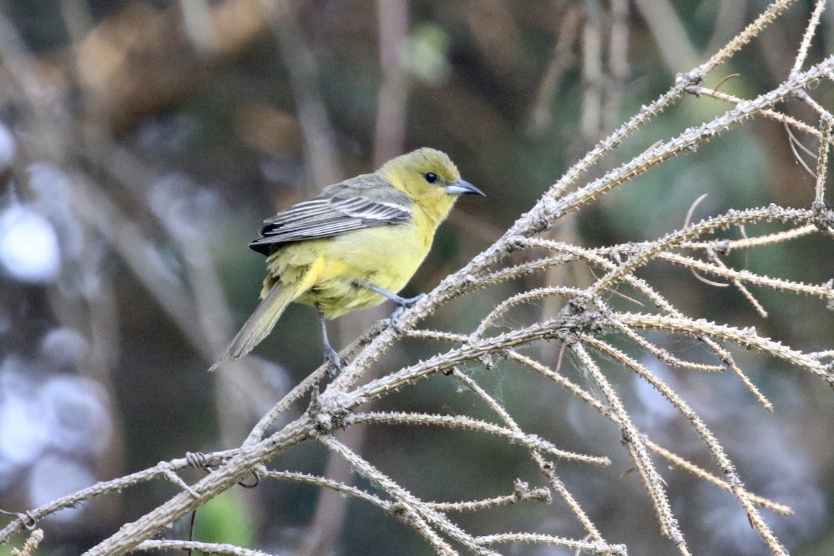 Orchard Oriole - ML579422061