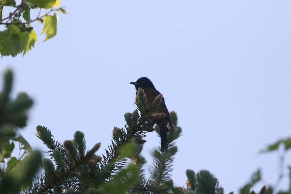 Orchard Oriole - ML579422071
