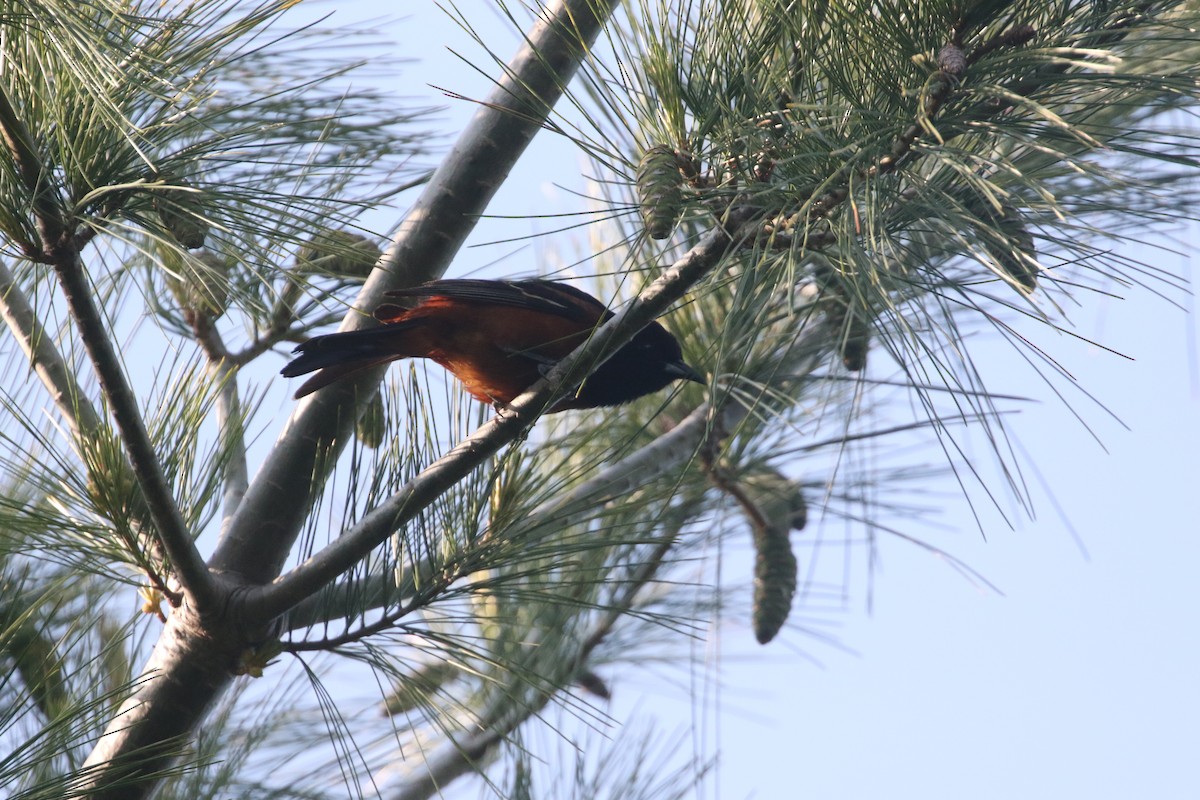 Orchard Oriole - ML579422081