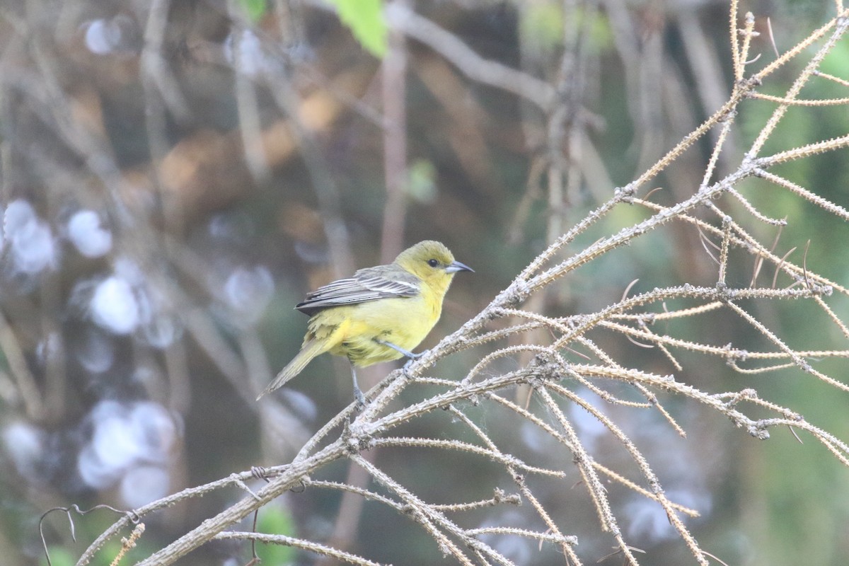 Orchard Oriole - ML579422091