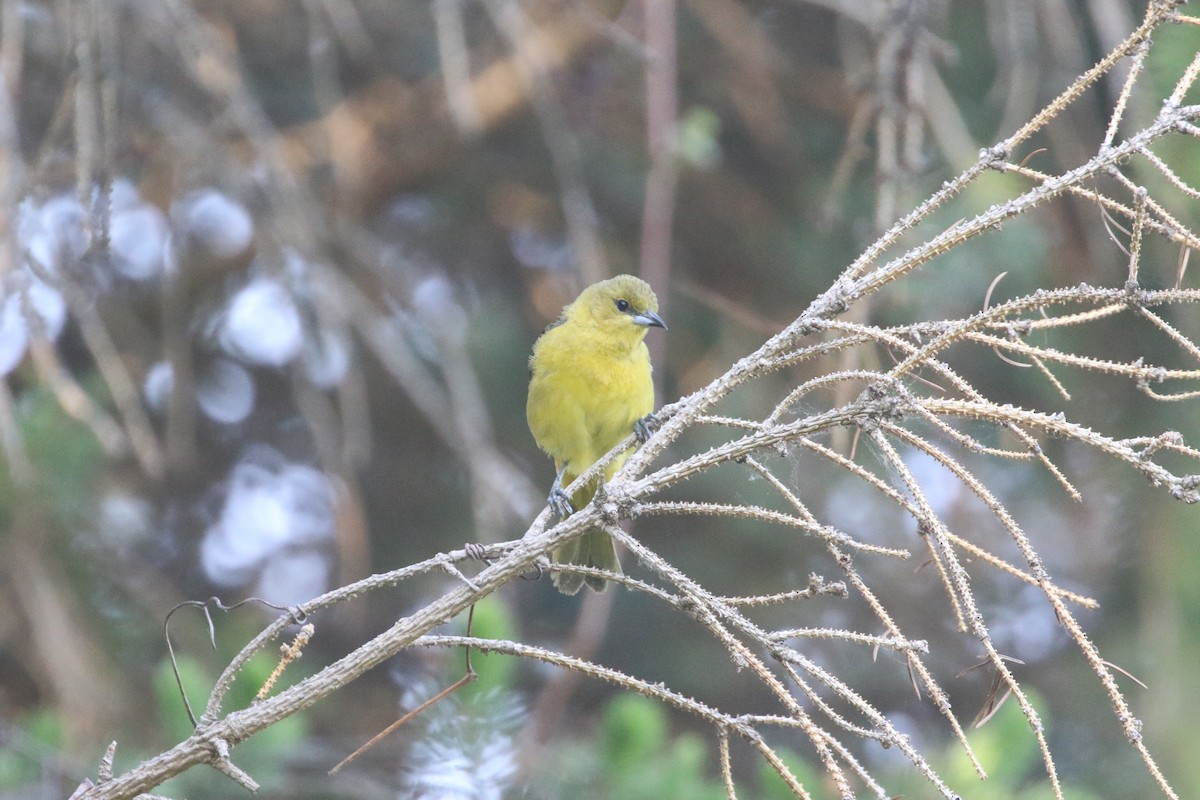 Orchard Oriole - ML579422101