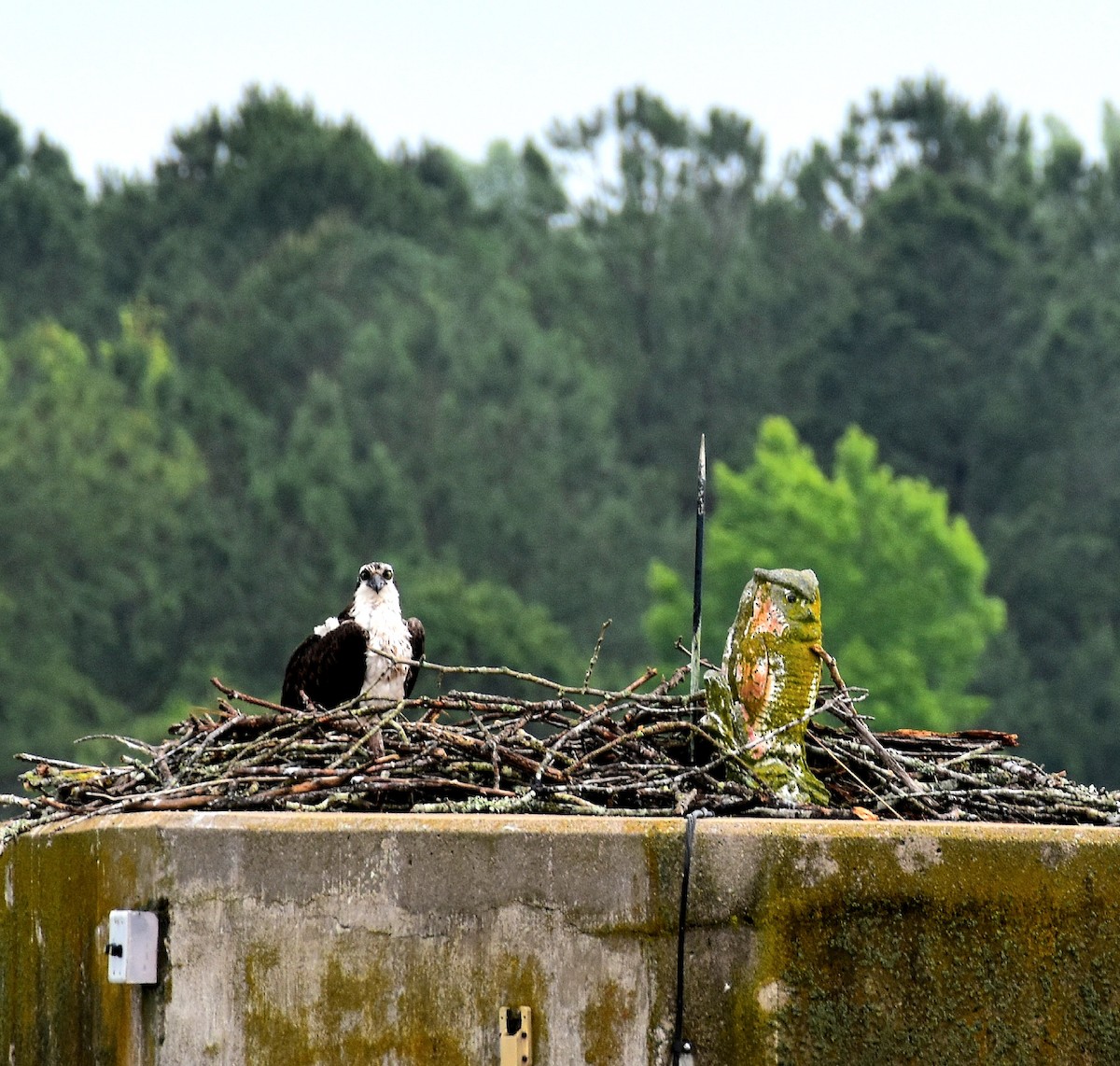 Osprey - ML579422271