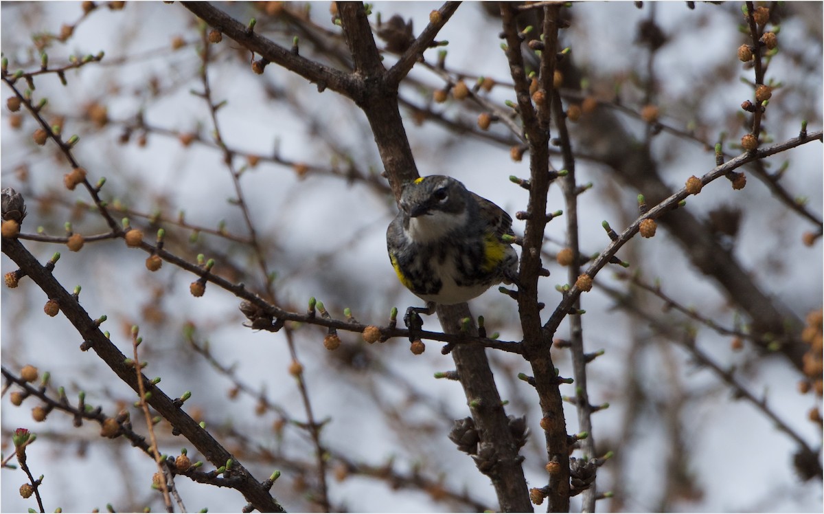 Yellow-rumped Warbler - ML57942281