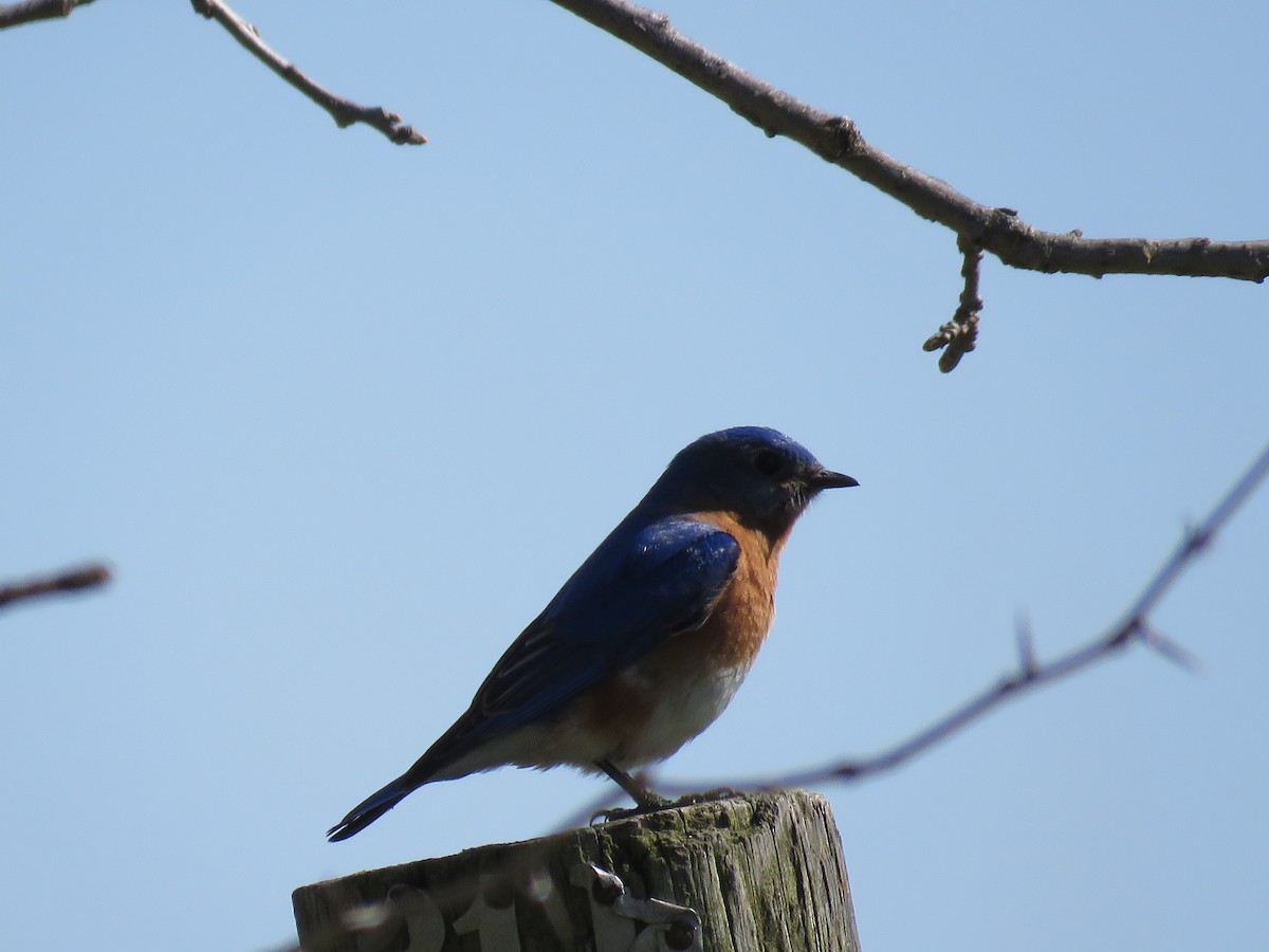 Eastern Bluebird - ML579423181