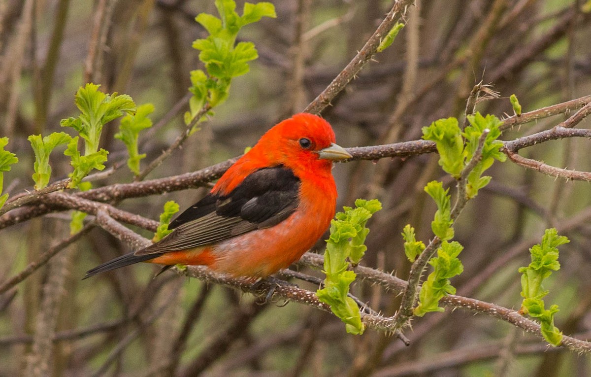 Scarlet Tanager - Delphine Ward