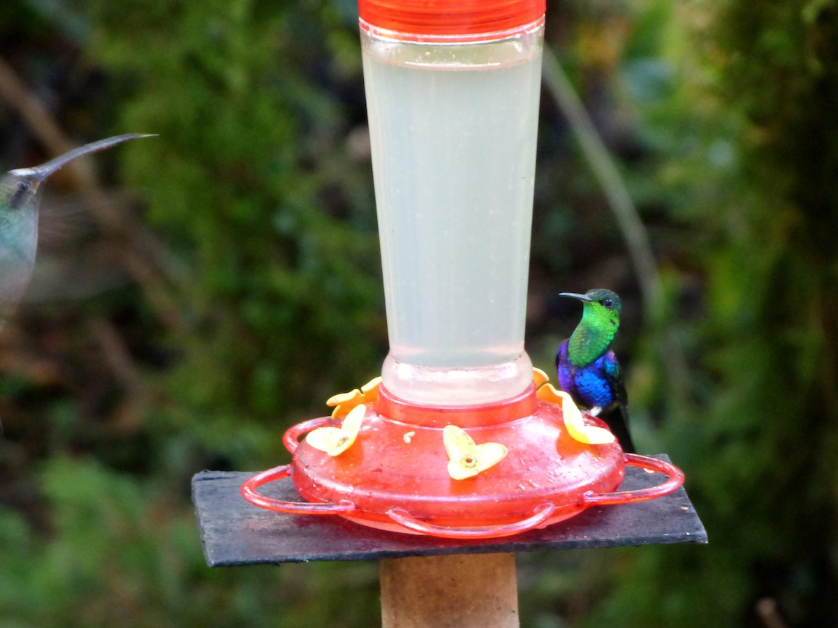 kolibřík nymfový - ML579423501