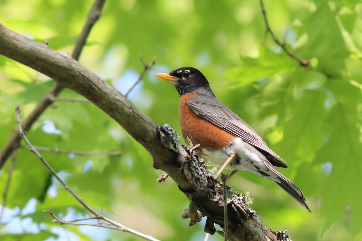 American Robin - Margaret Viens