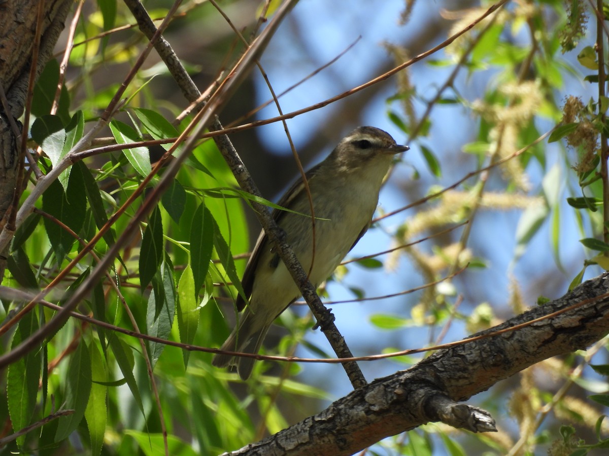 Warbling Vireo - ML579423841