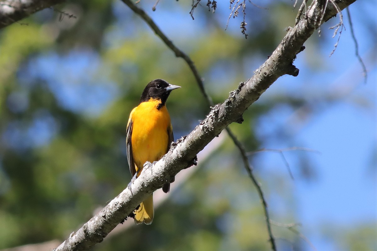 Baltimore Oriole - Margaret Viens