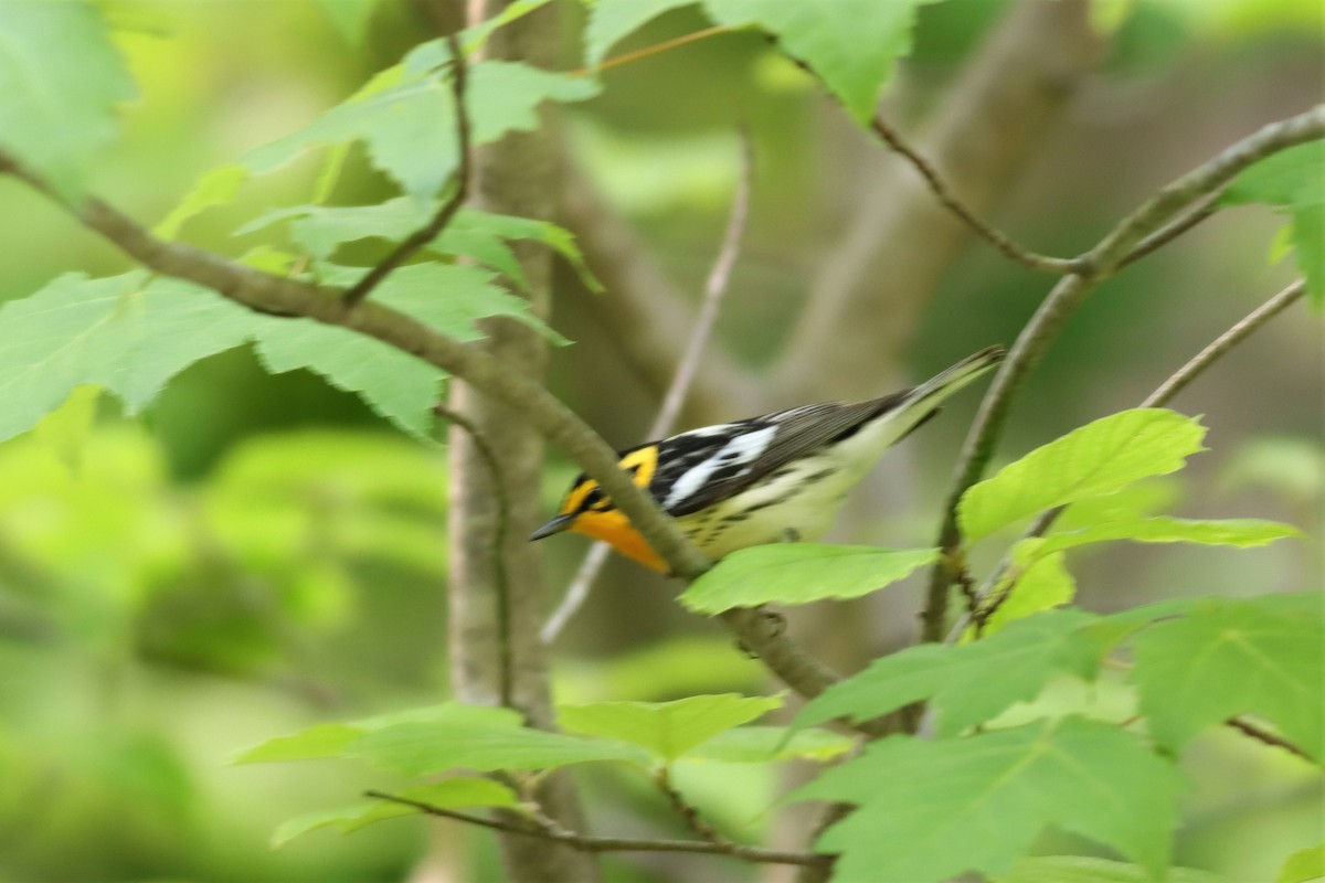 Blackburnian Warbler - Margaret Viens