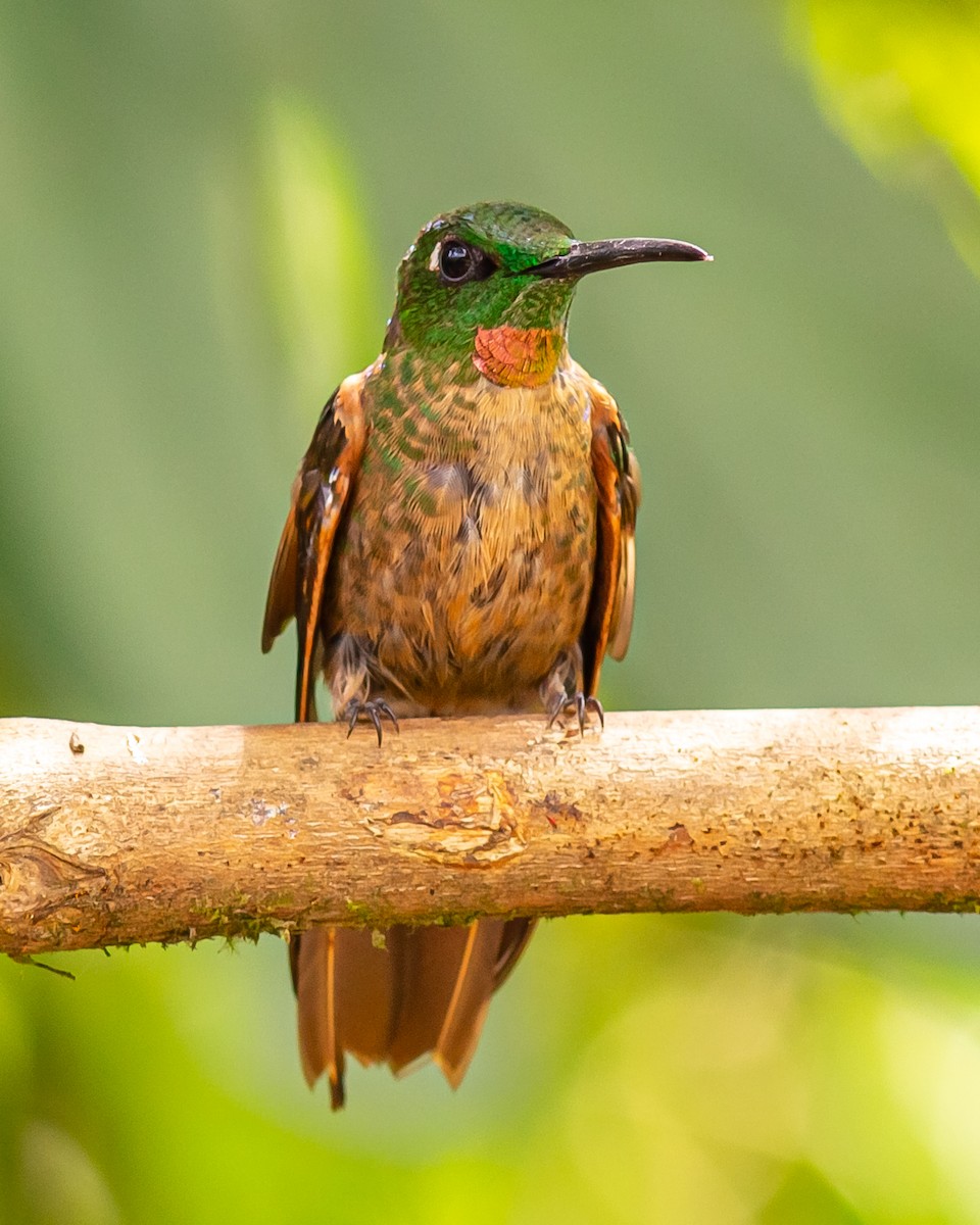 Fawn-breasted Brilliant - Bob Dykstra