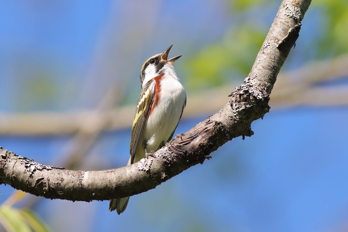 Chestnut-sided Warbler - Margaret Viens